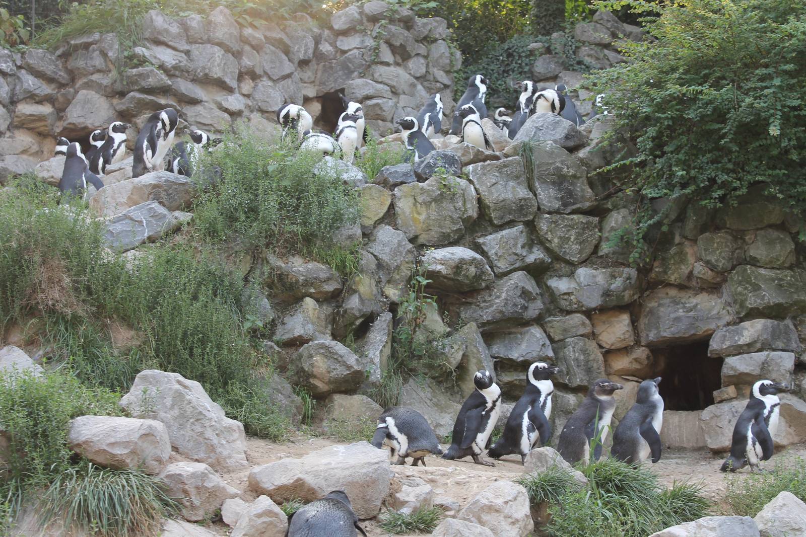 African penguins