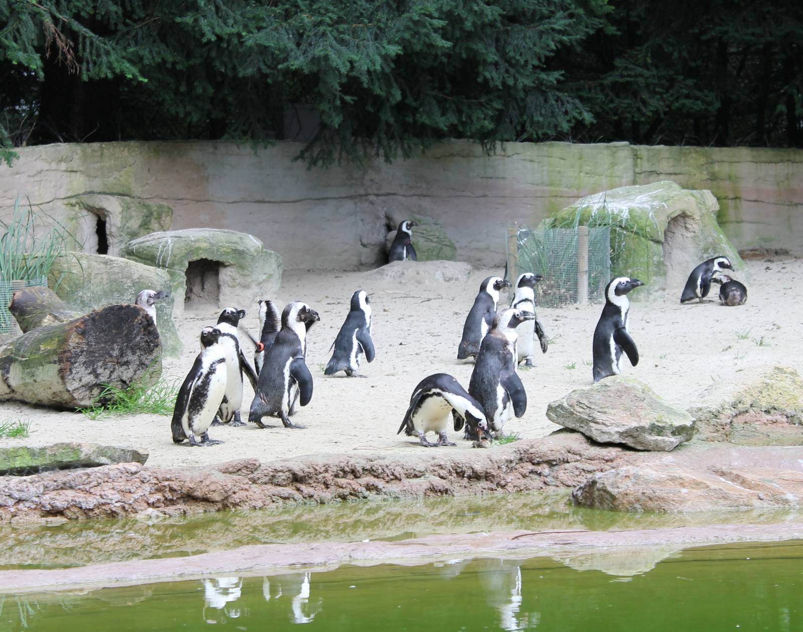 African penguins