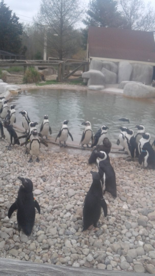 African penguins