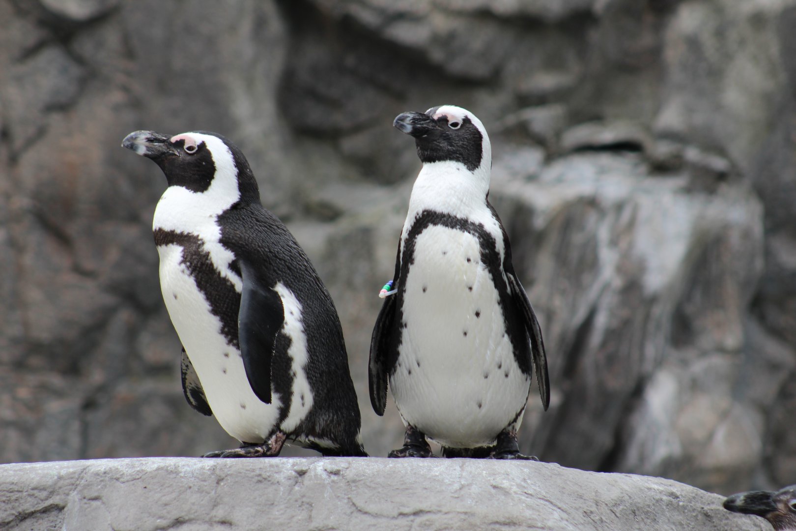 African Penguins