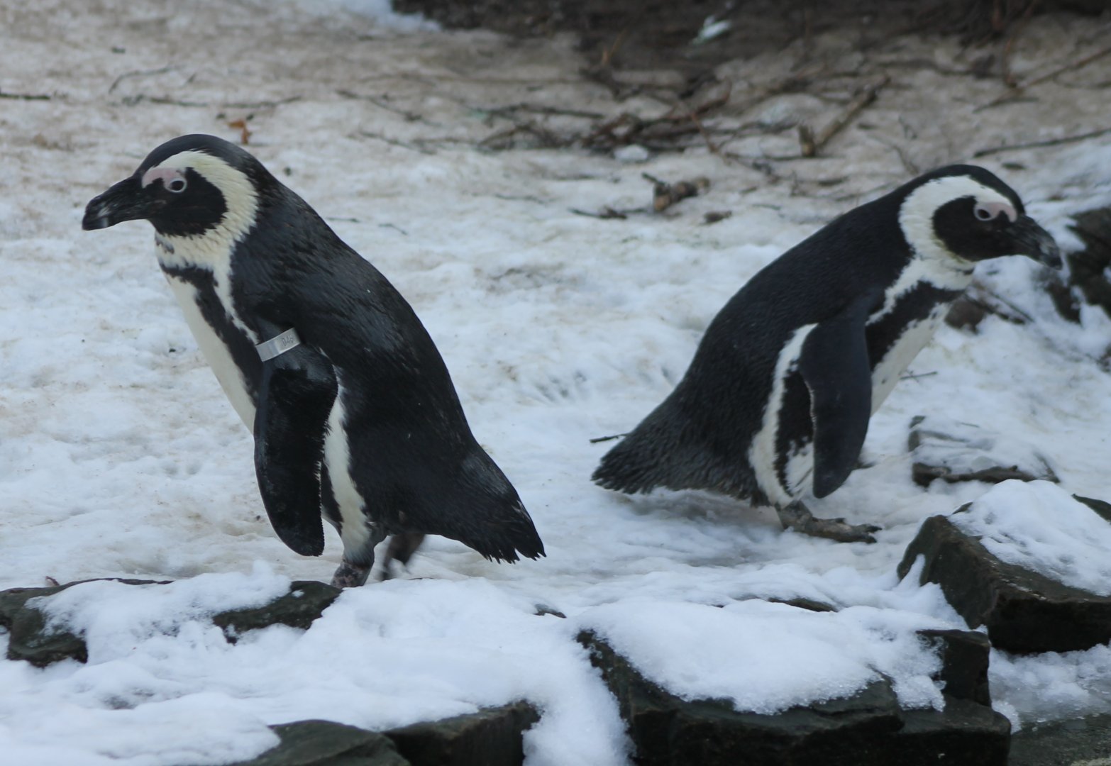 African penguins