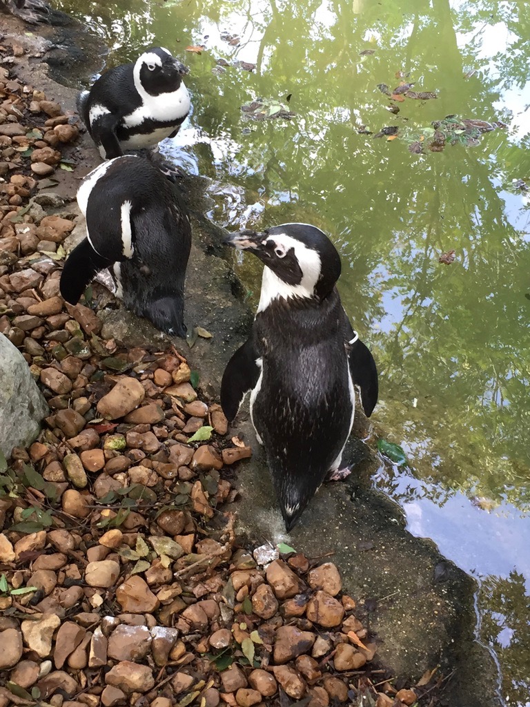 African Penguins