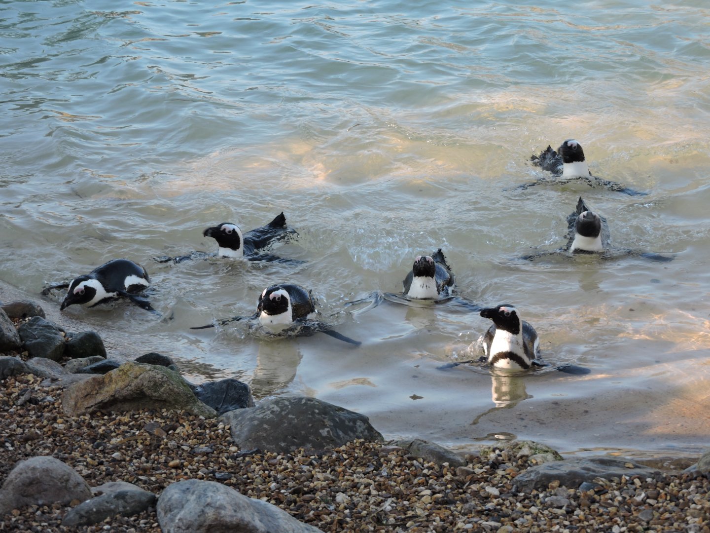 African Penguins