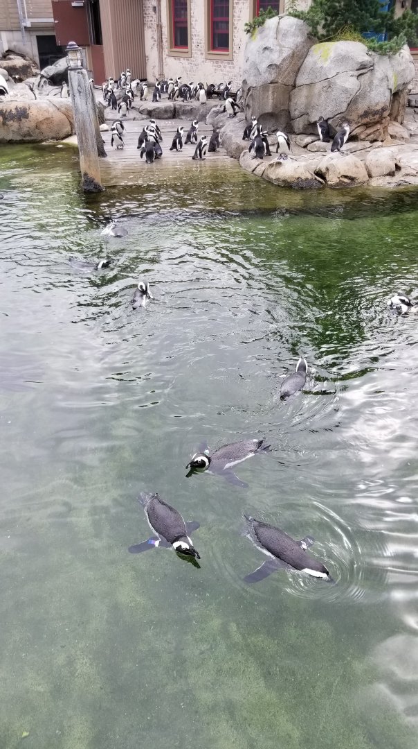 African penguins