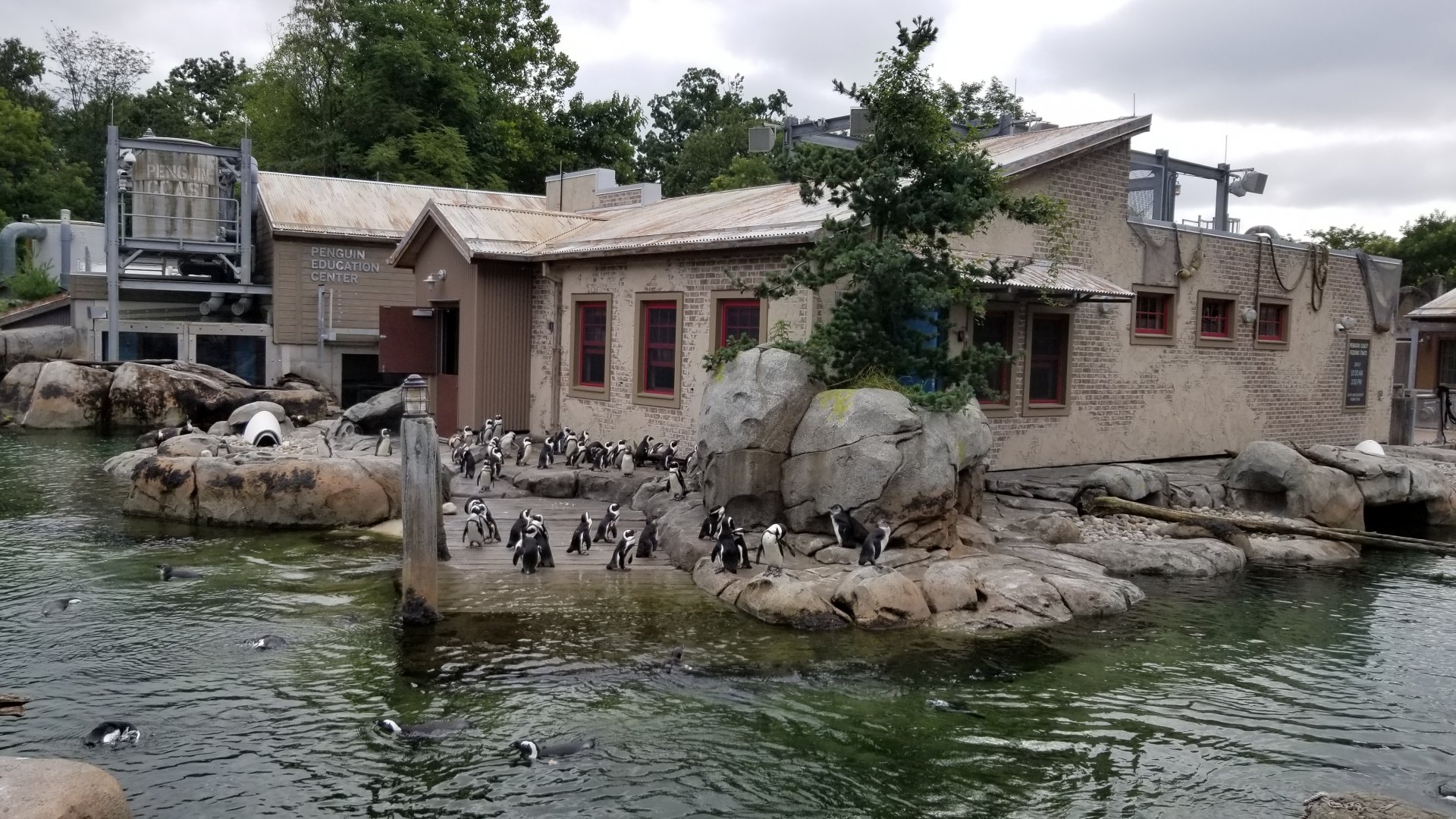 African penguins