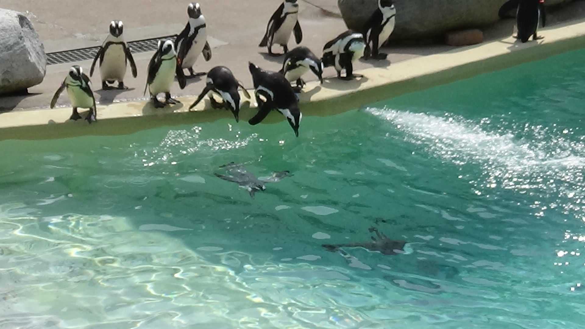 African penguins