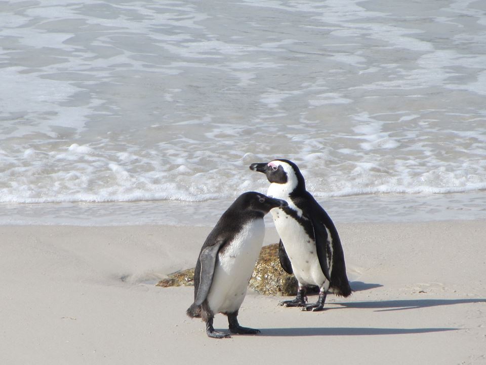 African Penguins