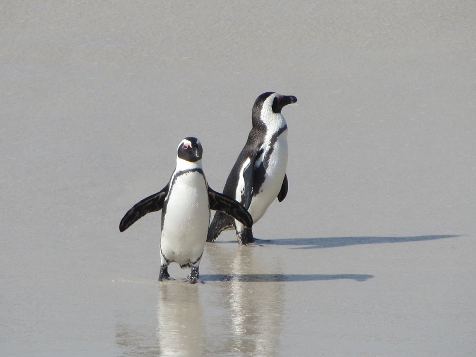 African  Penguins