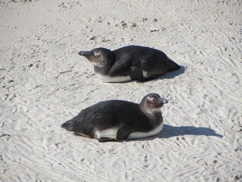 African Penguins