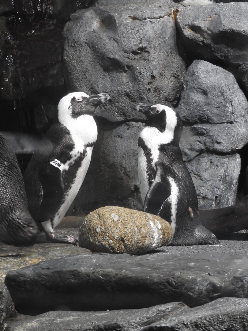 African Penguins