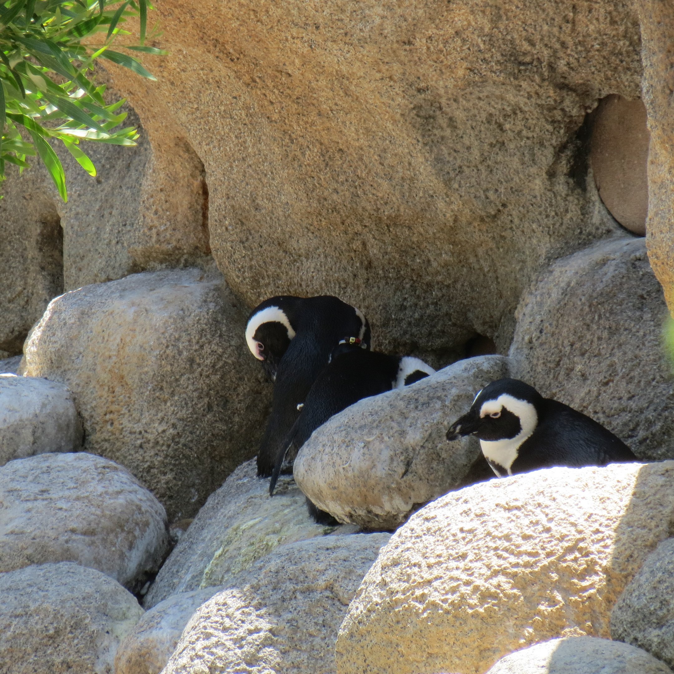 African Penguins