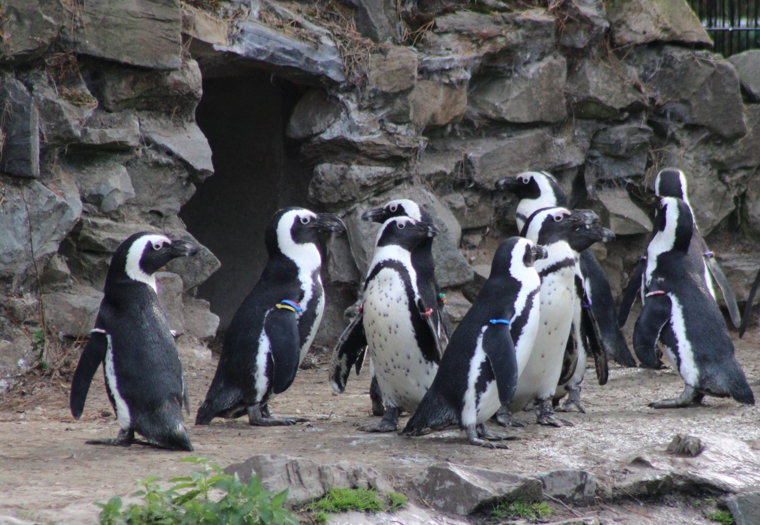 African penguins