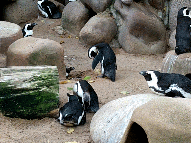 African Penguins