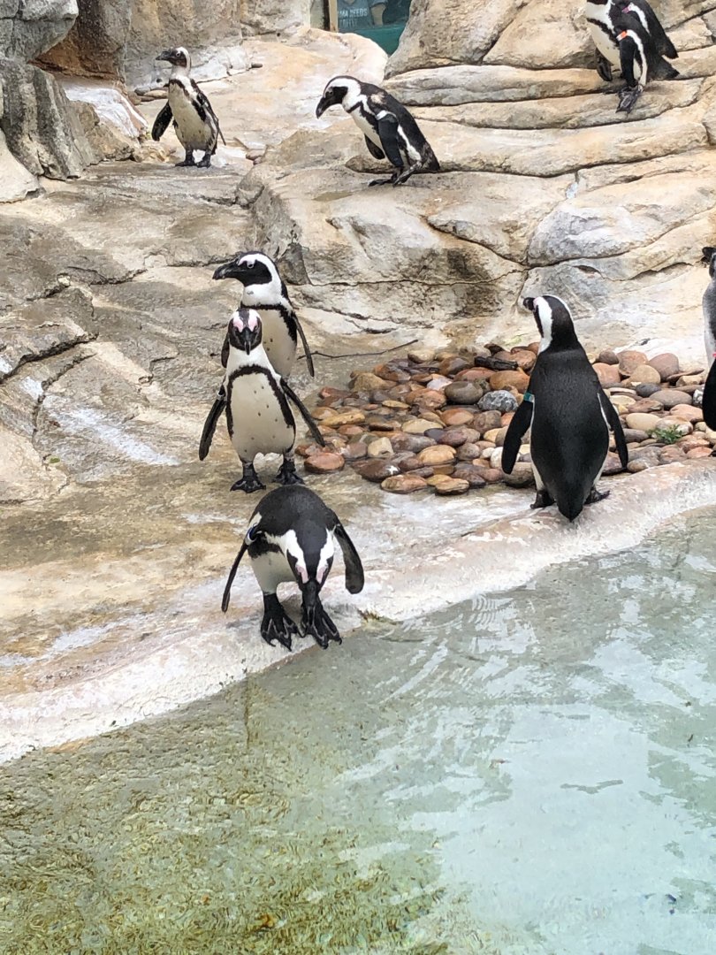 African Penguins