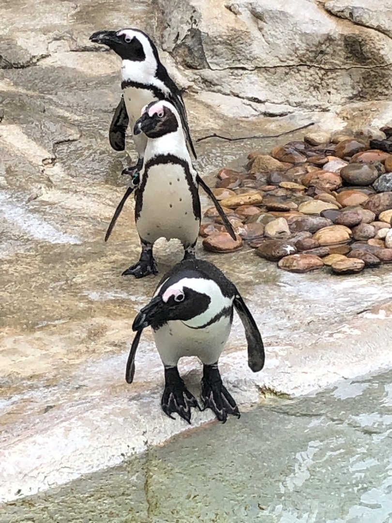 African Penguins