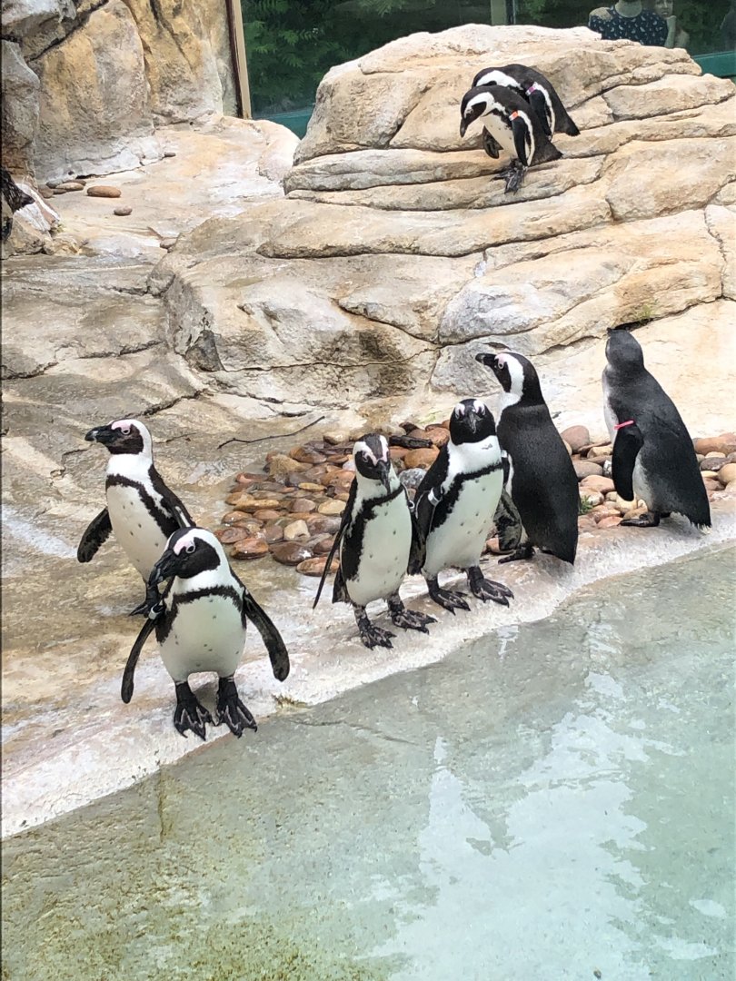 African Penguins