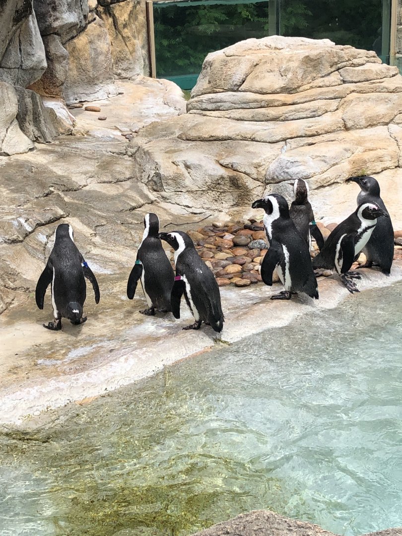 African Penguins