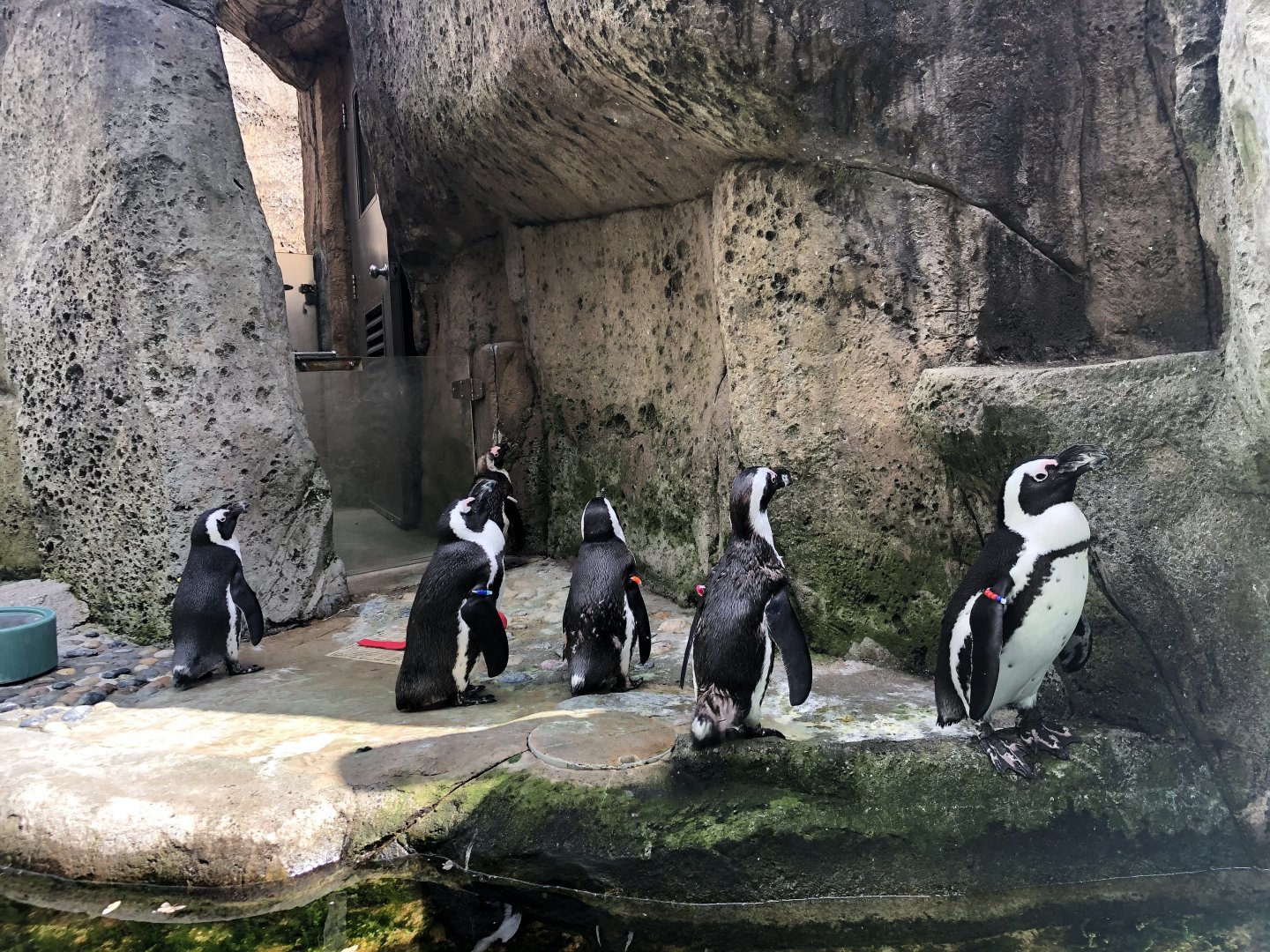 African Penguins