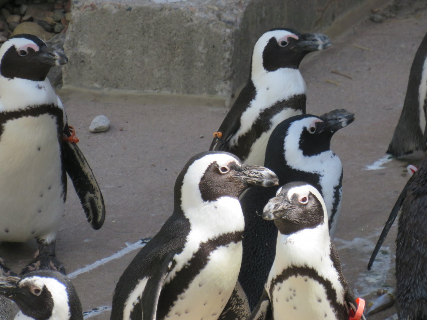 African penguins