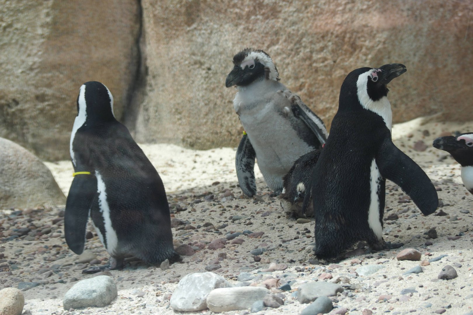 African penguins