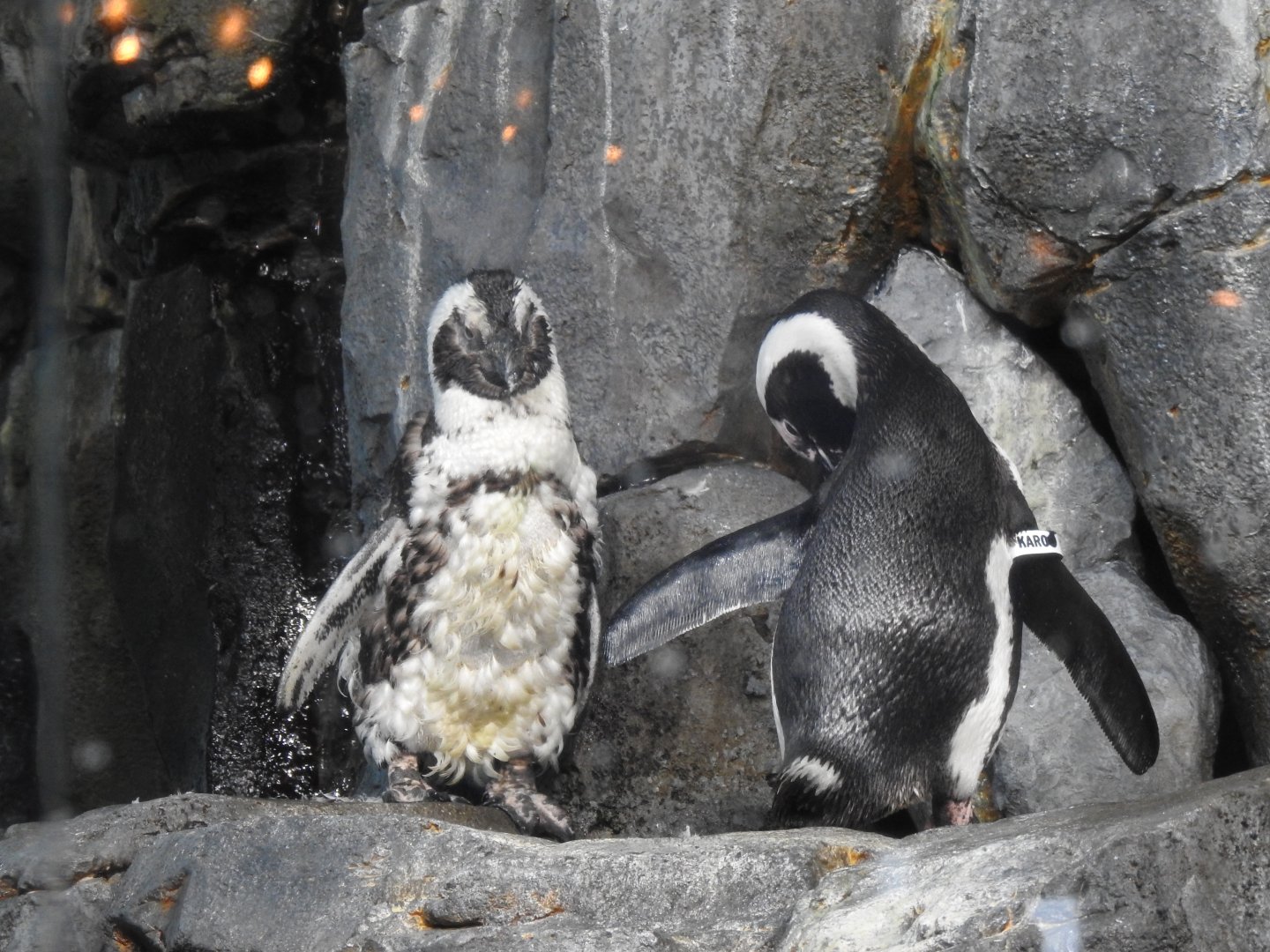 African Penguins