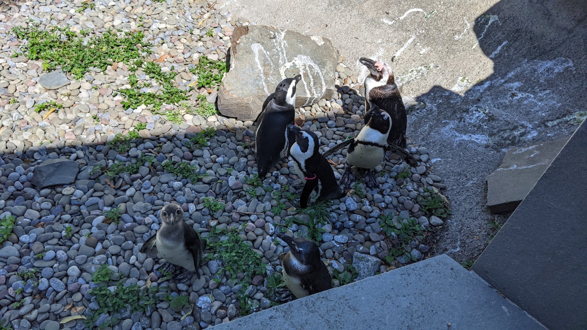 African Penguins