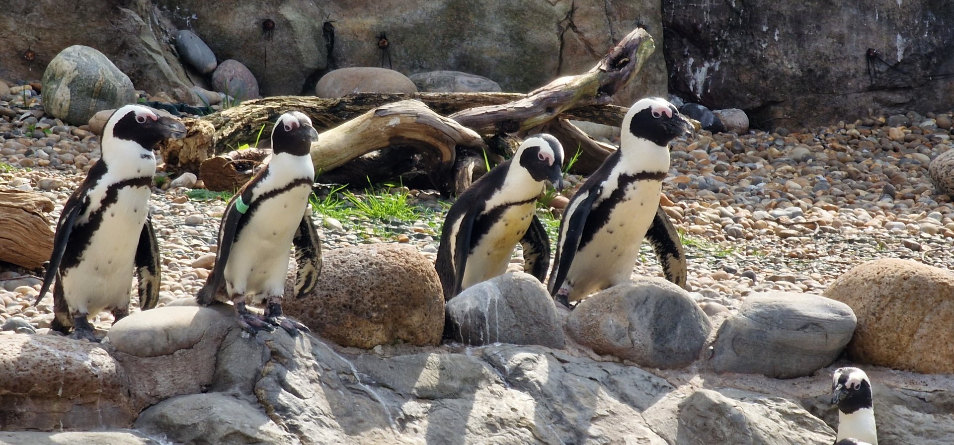 African penguins