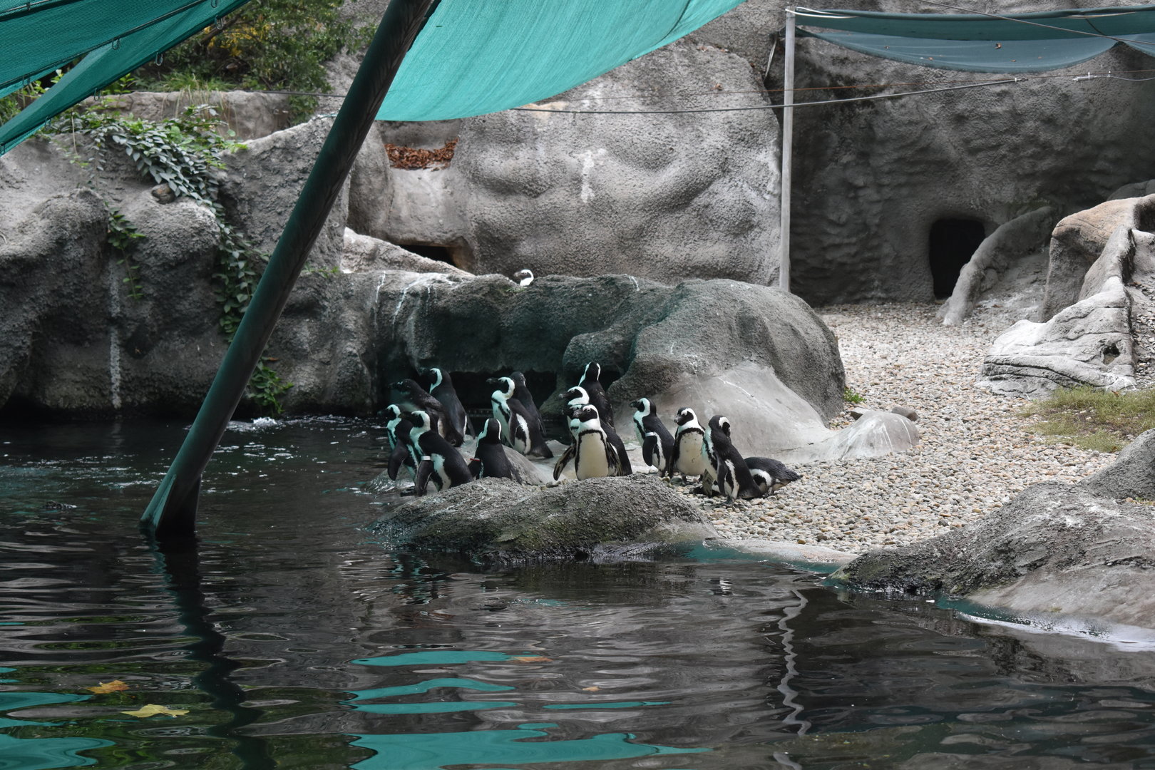 African penguins
