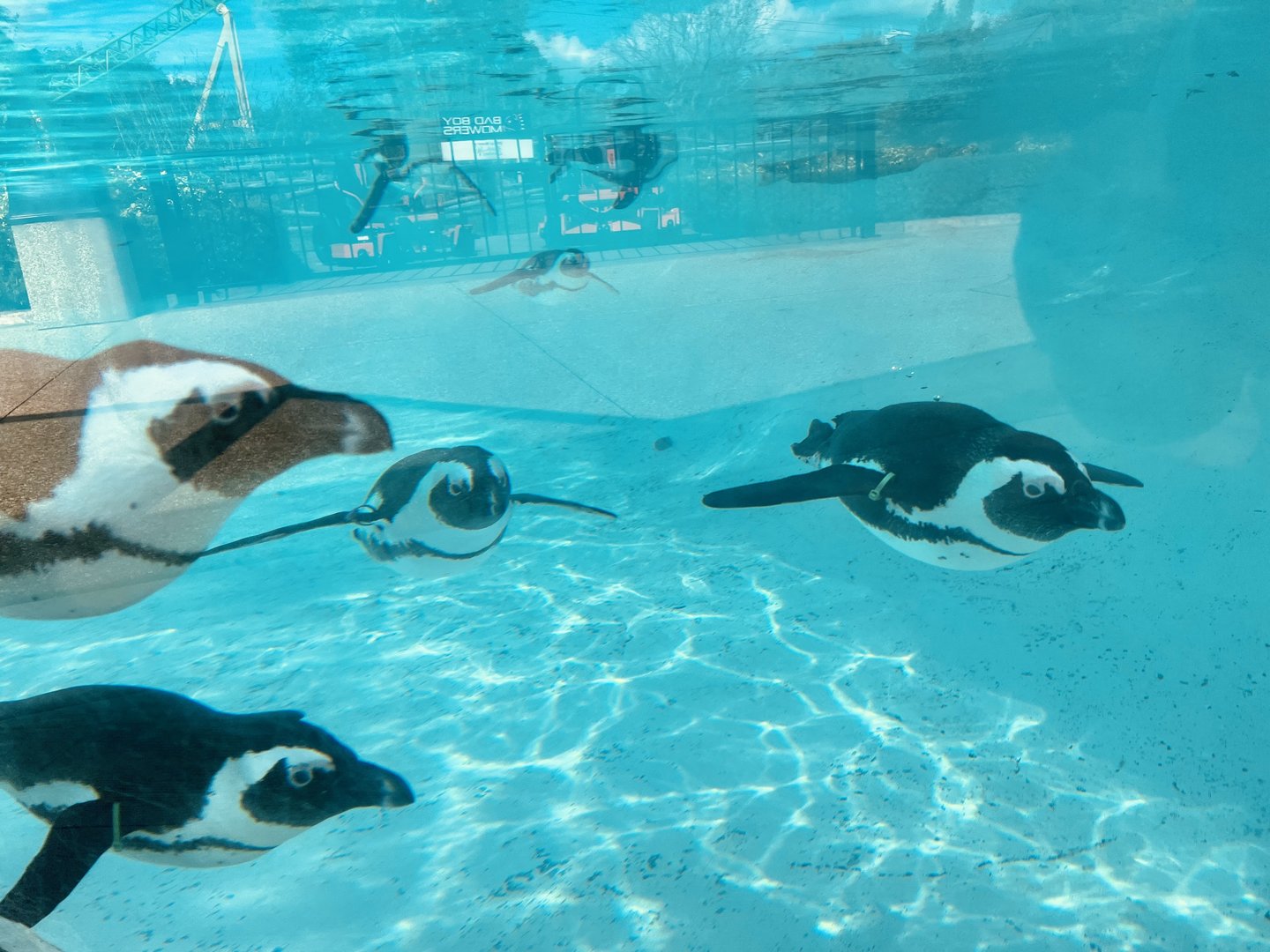 African Penguins