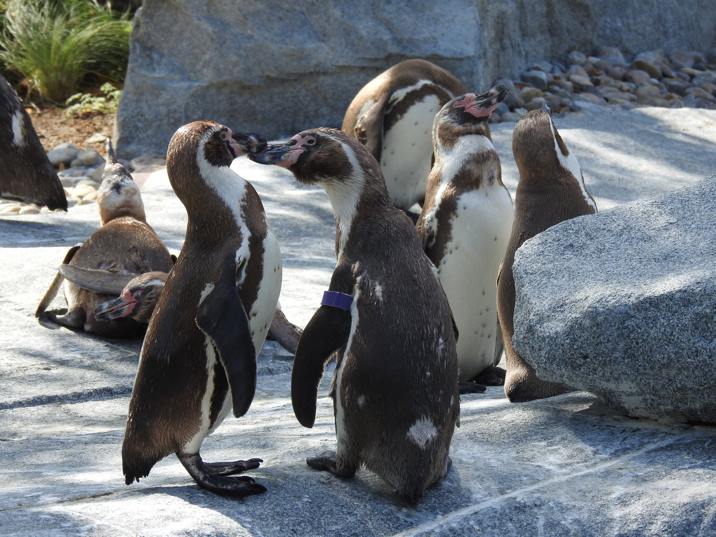 African Penguins
