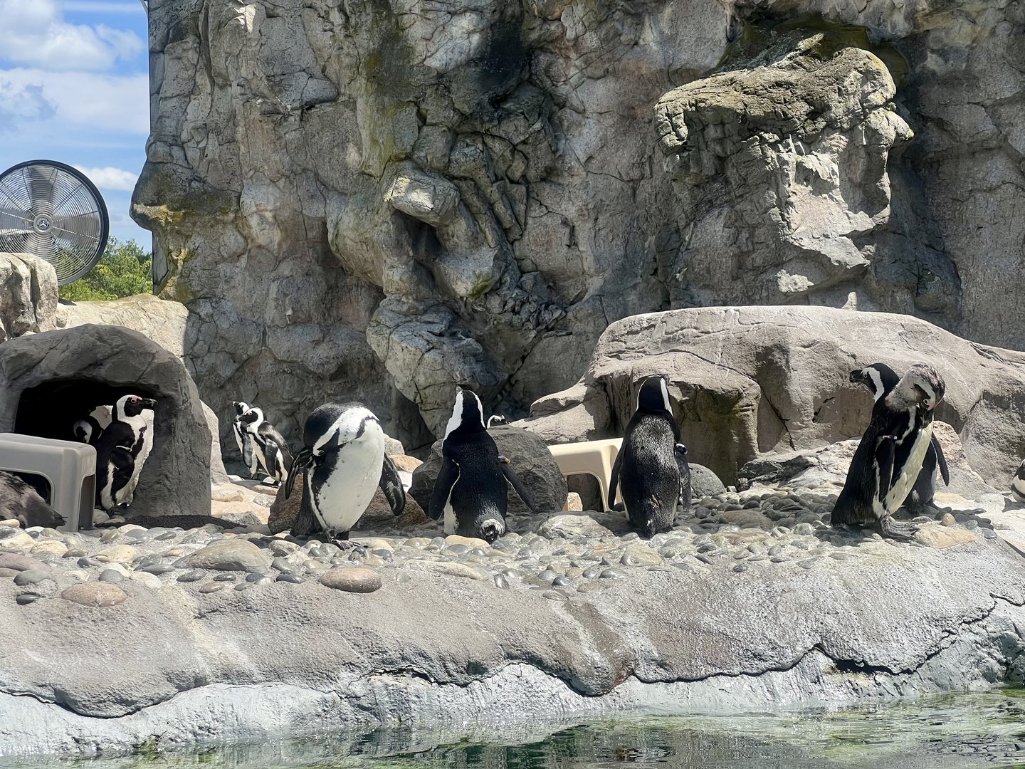 African Penguins