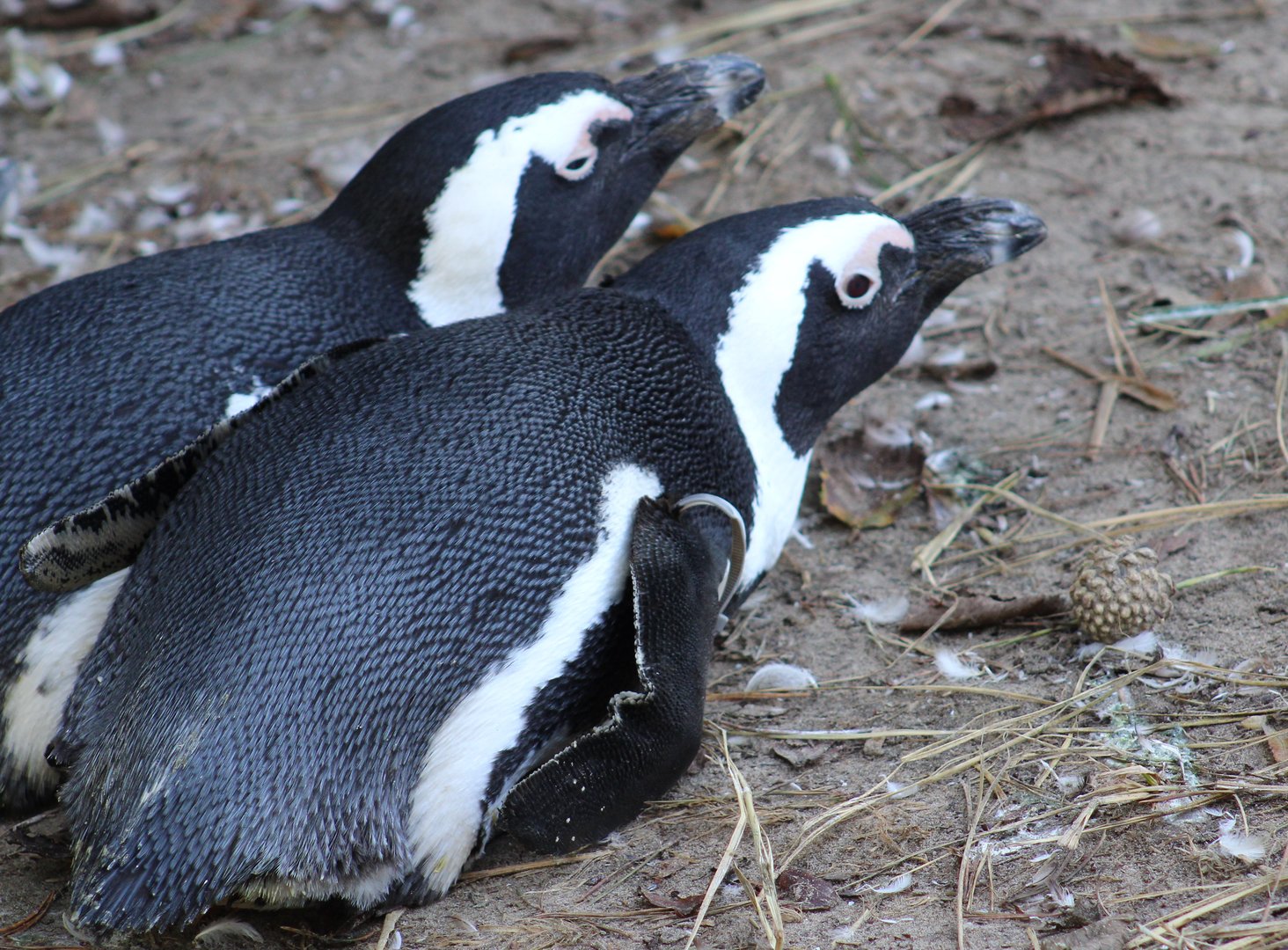 African penguins