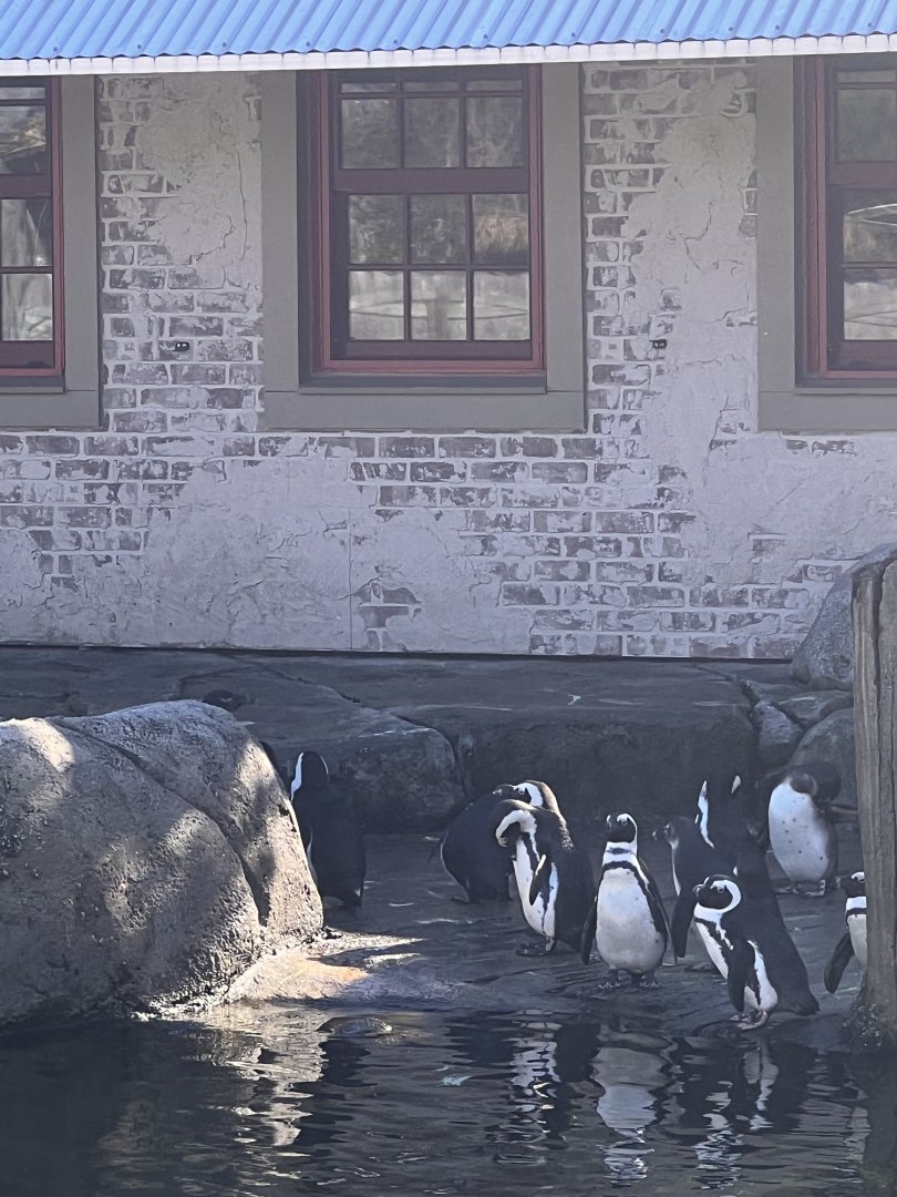 African penguins
