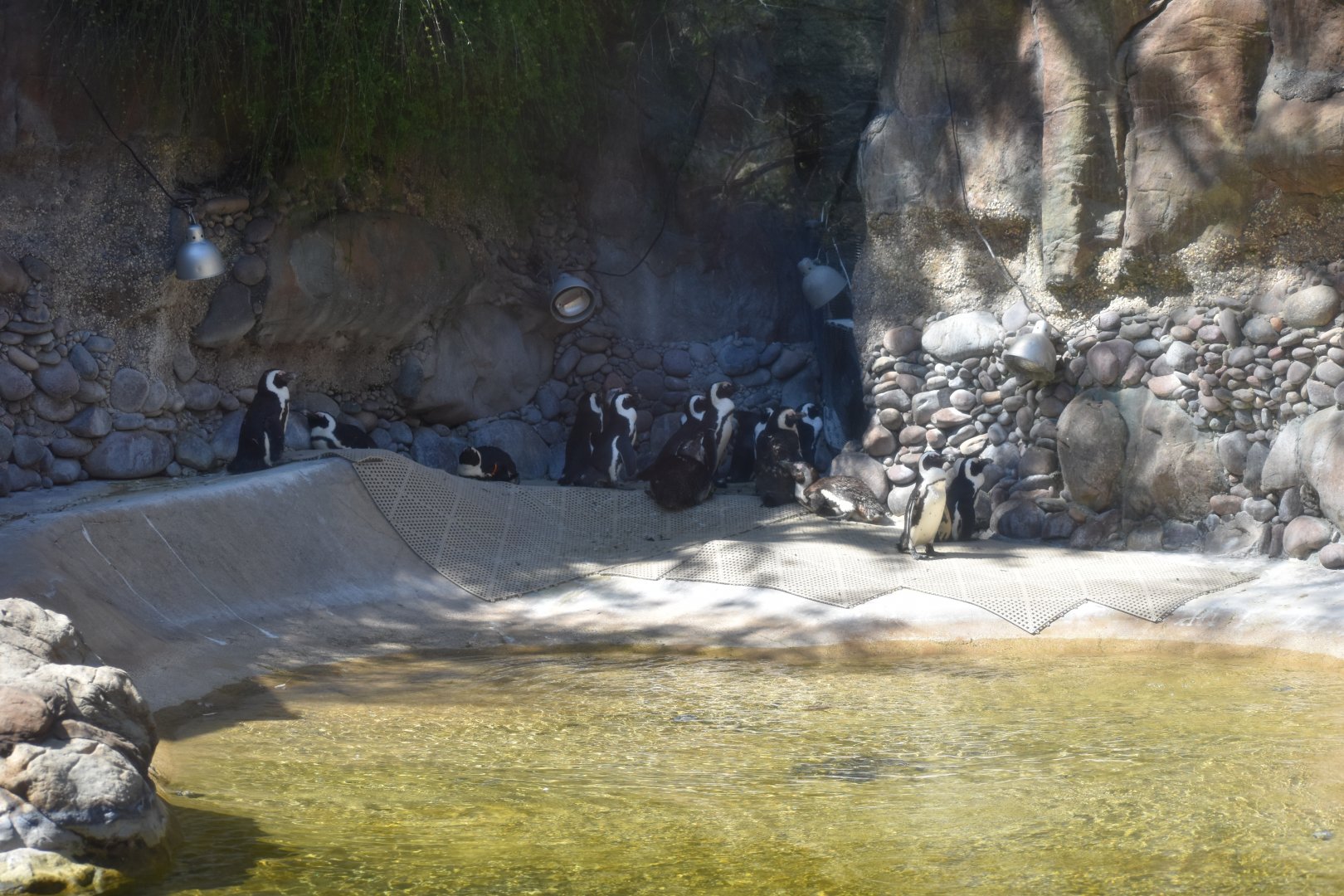African Penguins