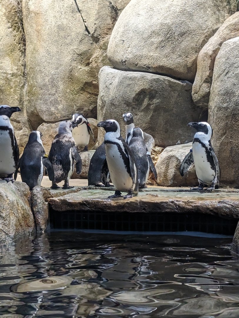 African Penguins