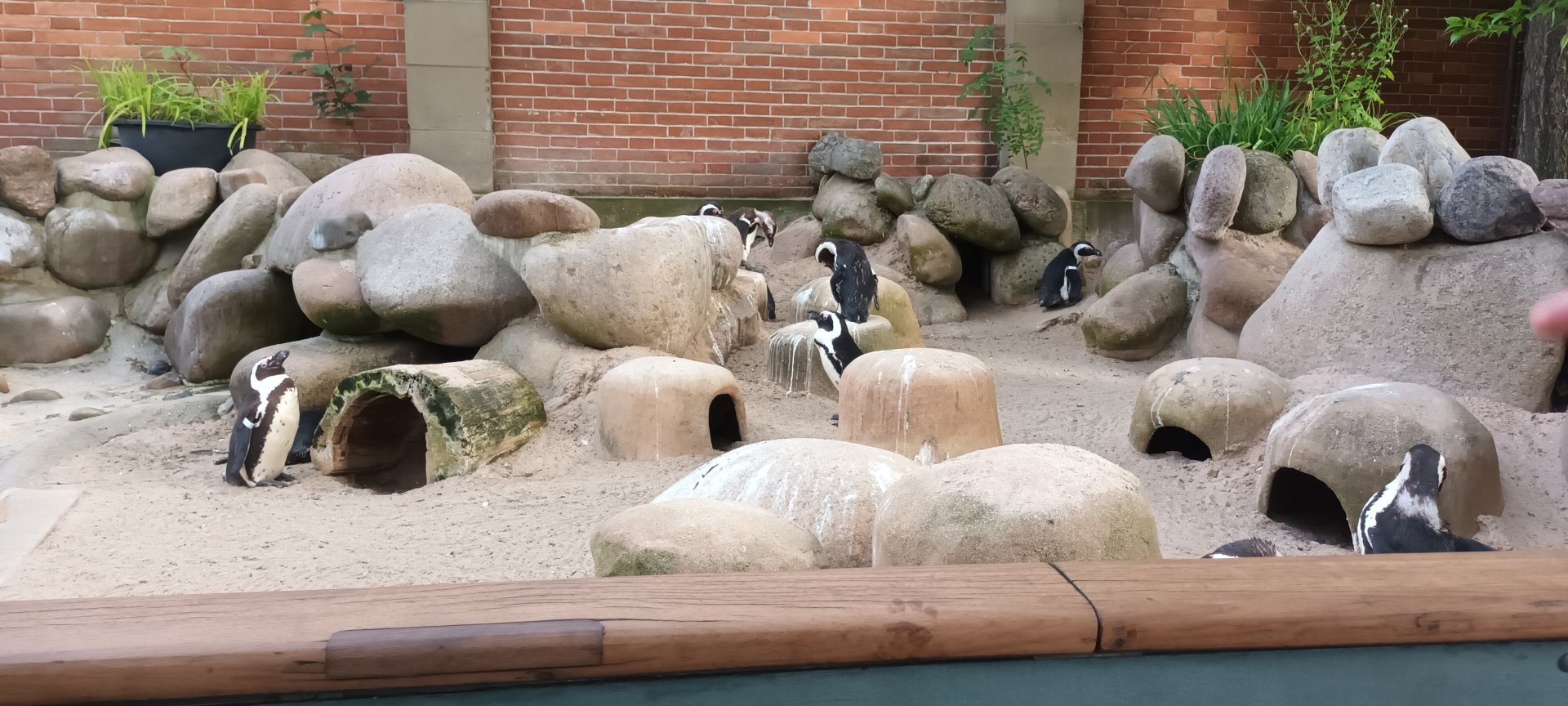 African Penguins