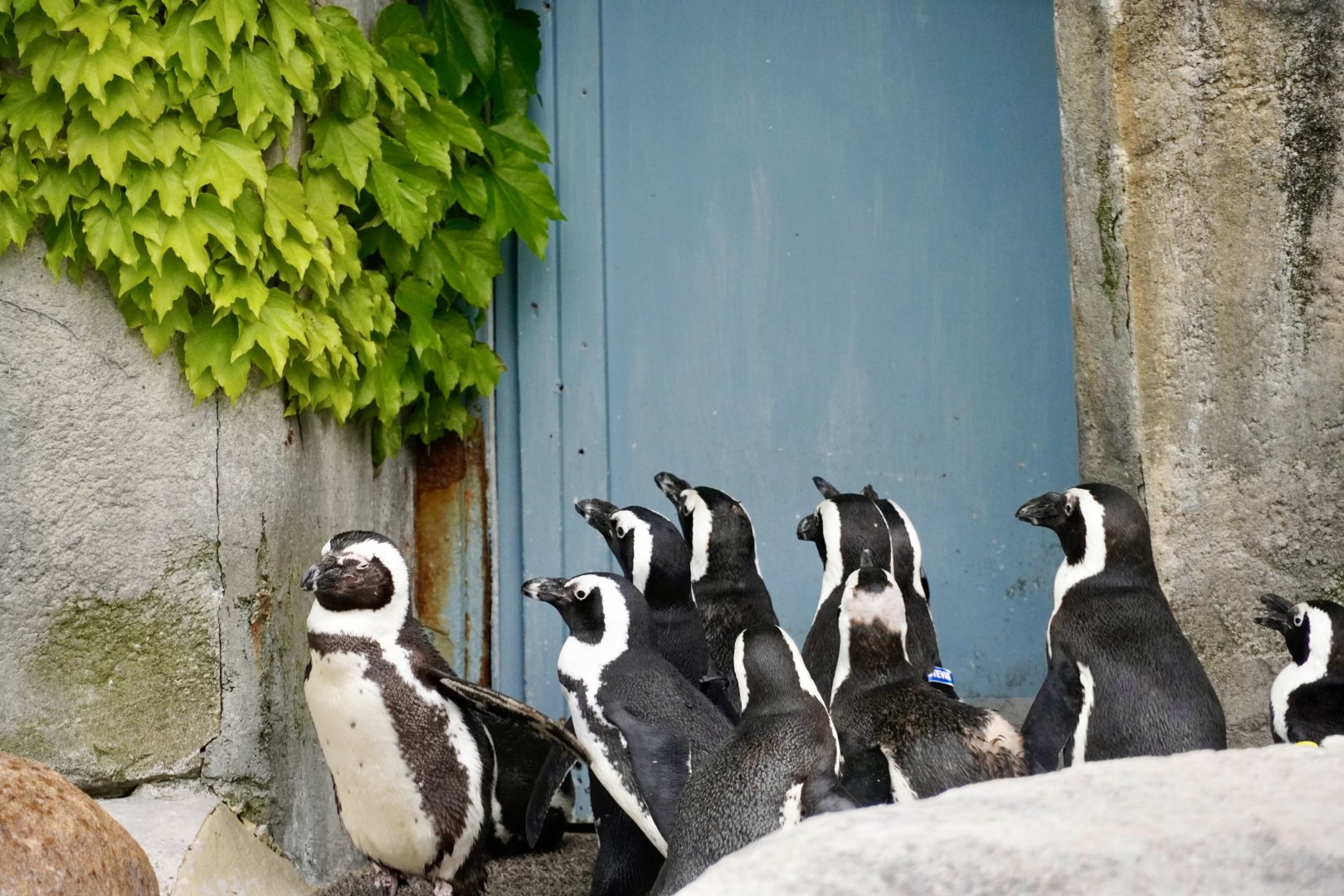 African Penguins
