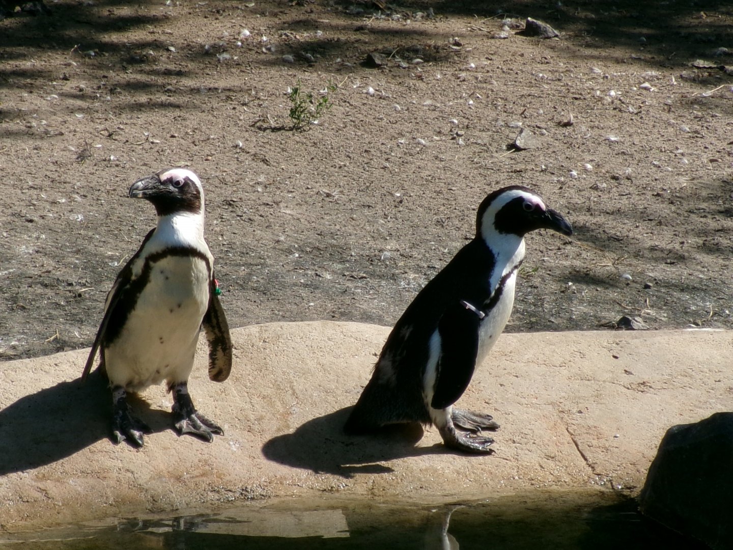 African penguins