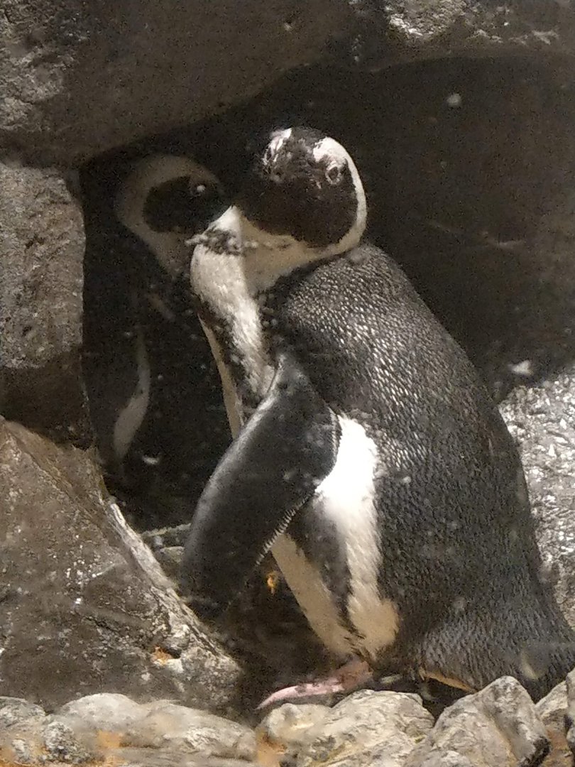 African Penguins