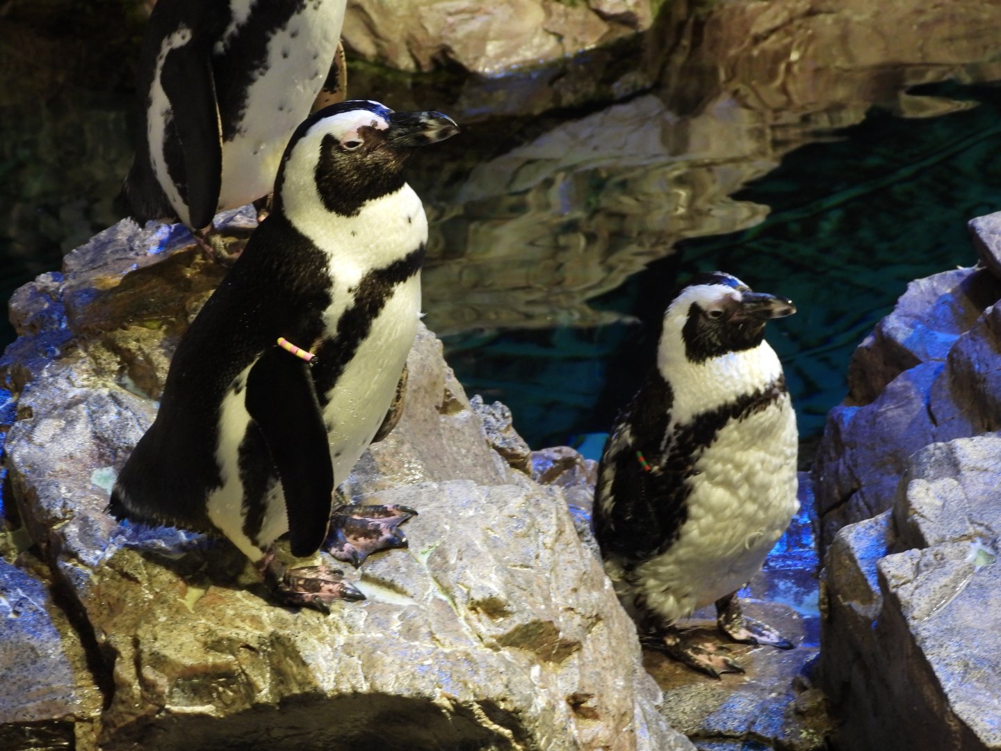 African penguins