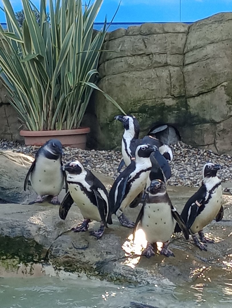 African penguins