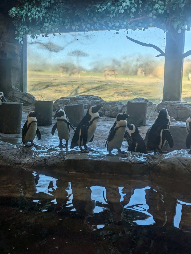 African penguins