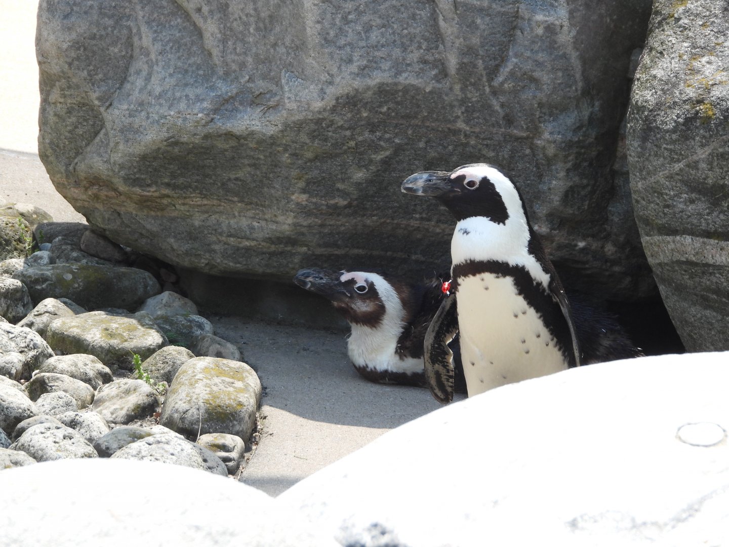 African penguins