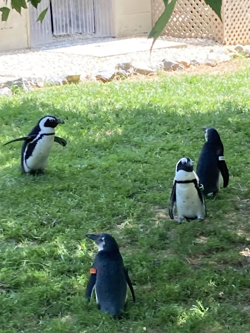 African Penguins