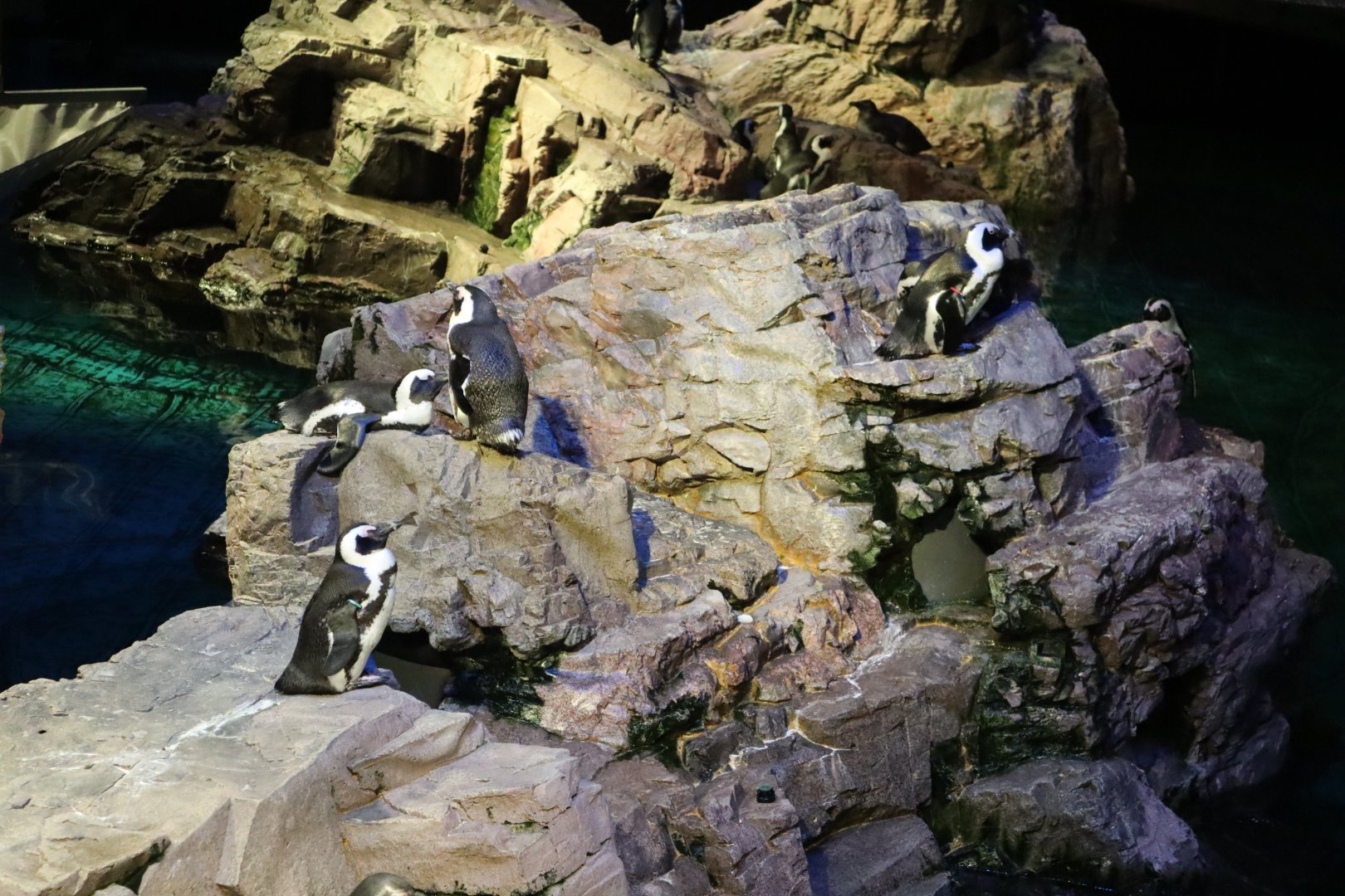 African Penguins