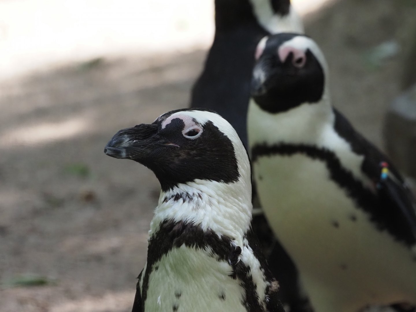 African Penguins