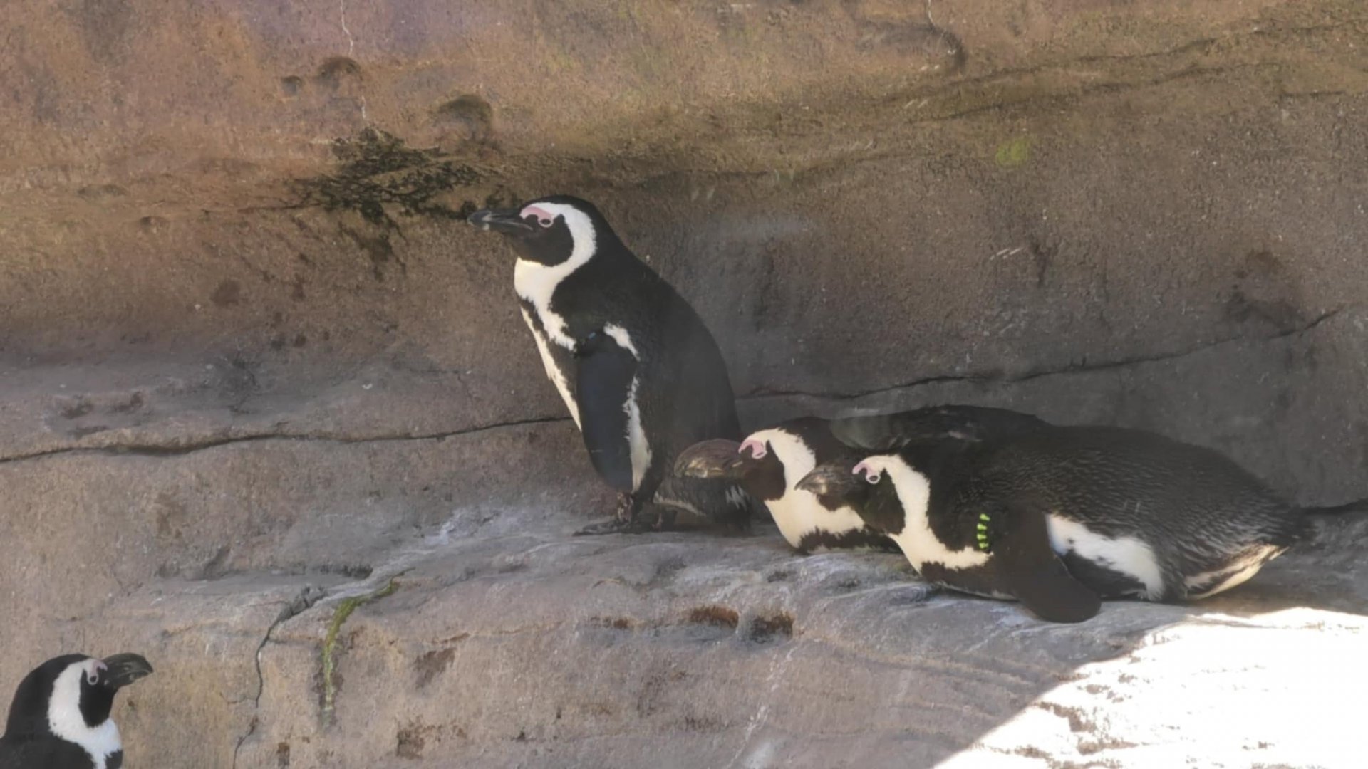 African penguins