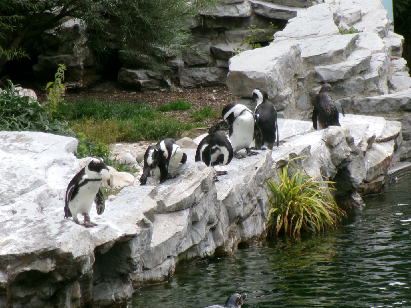 African penguins
