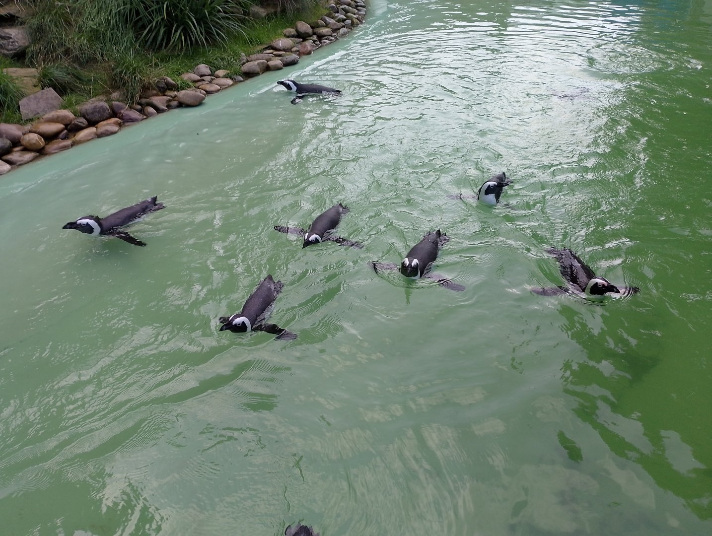 African penguins