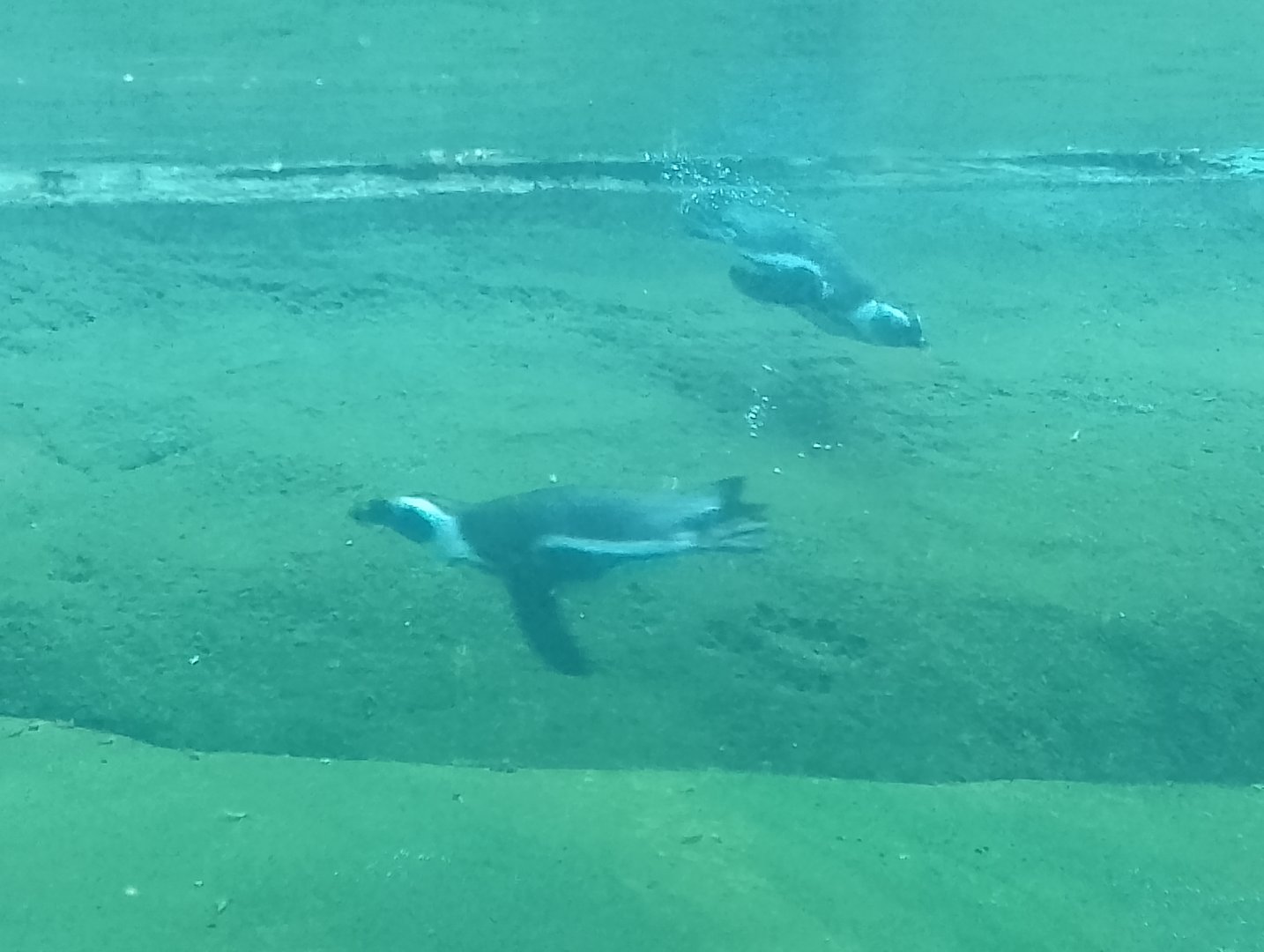 African penguins